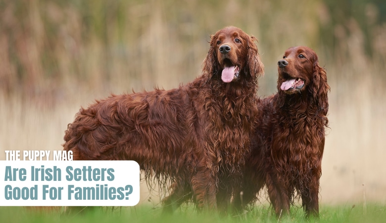 are setters good family dogs