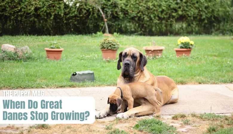 when-do-great-danes-stop-growing