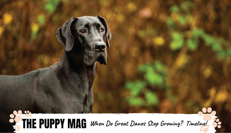 When Do Great Danes Stop Growing Reach Full Size The Puppy Mag