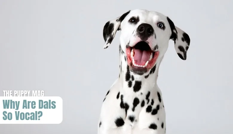 why-are-dalmatians-so-vocal