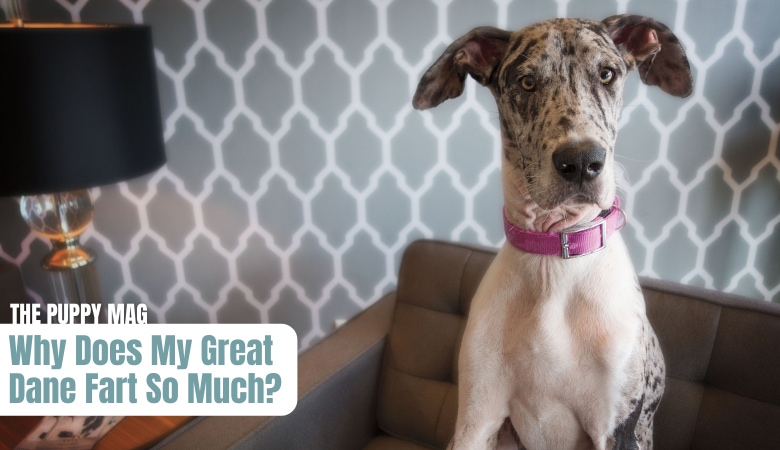 why-do-great-danes-fart-so-much