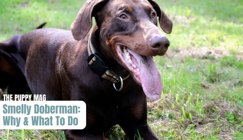 why-does-my-doberman-smell