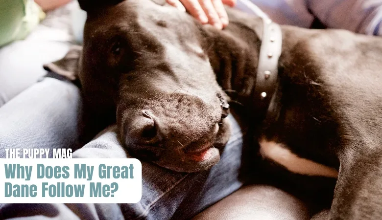 why-does-my-great-dane-follow-me-around