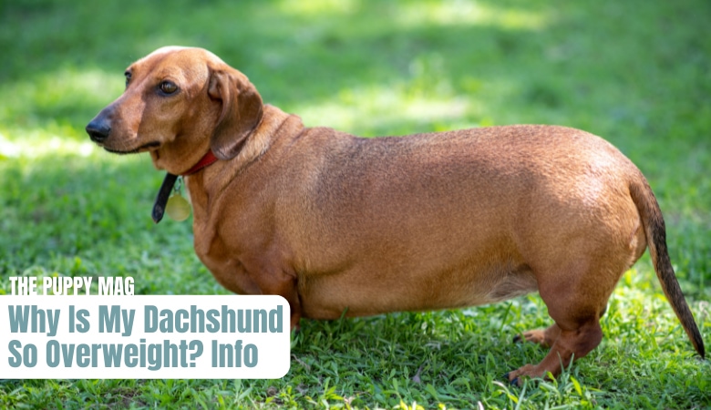 Why-is-my-dachshund-fat