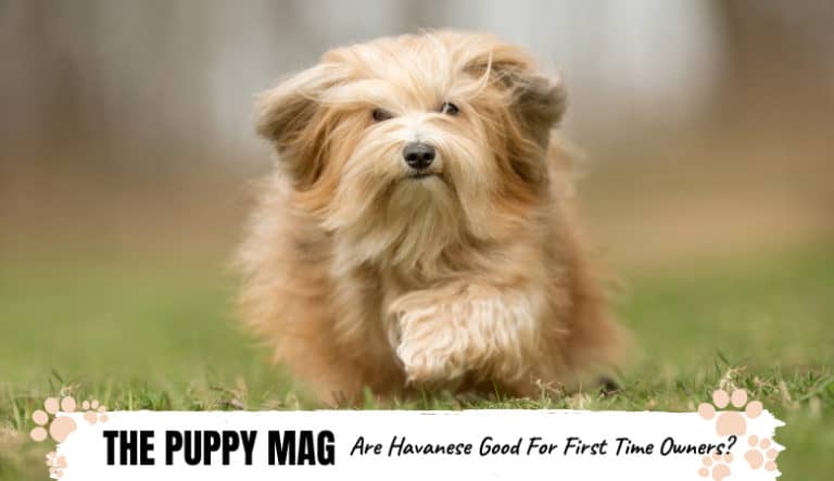 Are Havanese Good For First Time Owners 768x443 