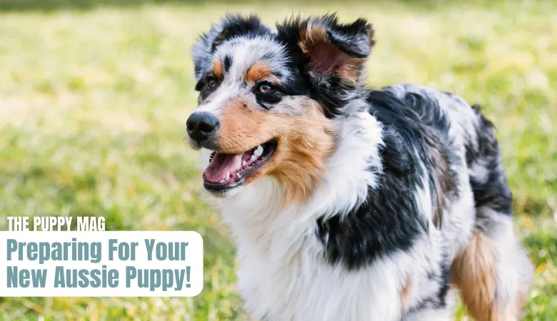 everything-you-need-for-an-australian-shepherd-puppy
