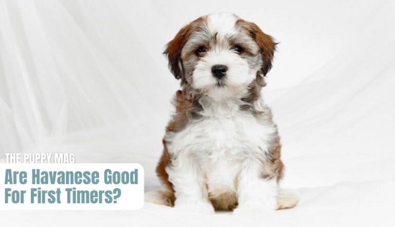 Havanese Good For First Timer Owners 768x443 