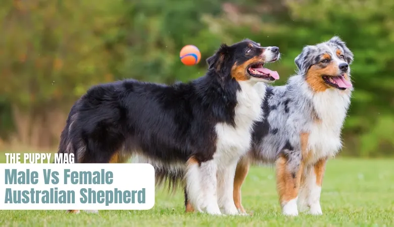 male-vs-female-australian-shepherd