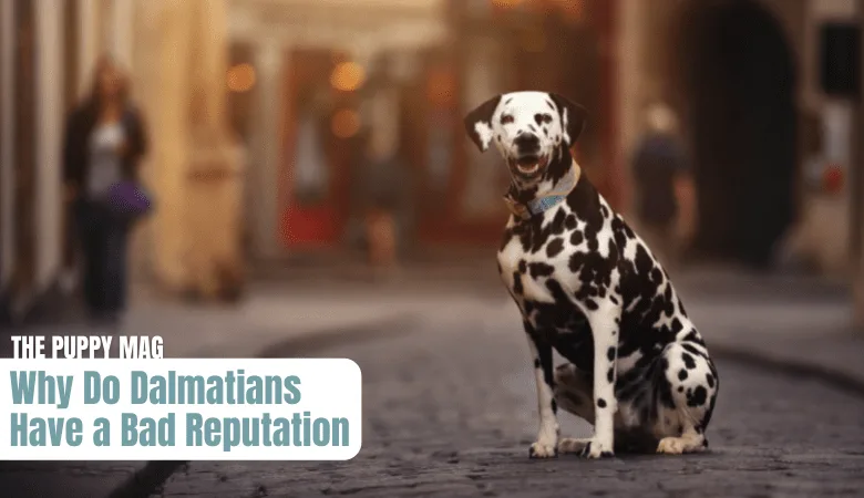 why dalmatians have a bad reputation (1)