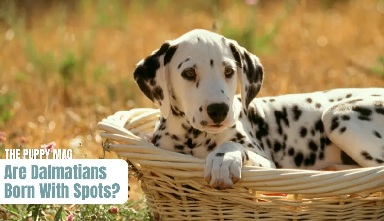 are dalmatians born with spots