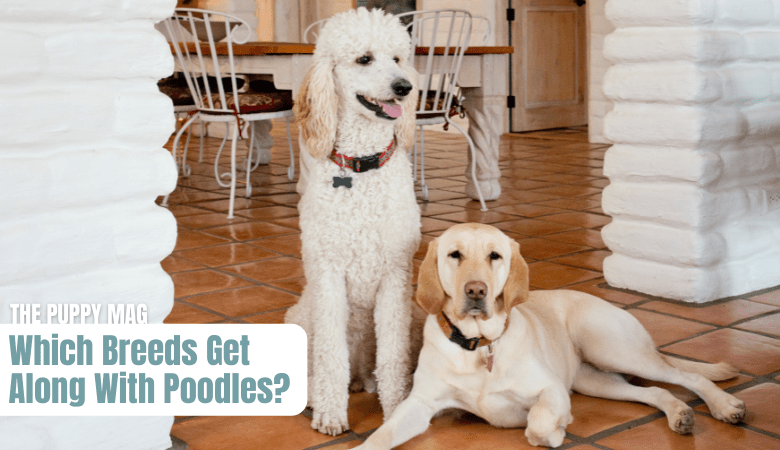 breeds that get along well with poodles