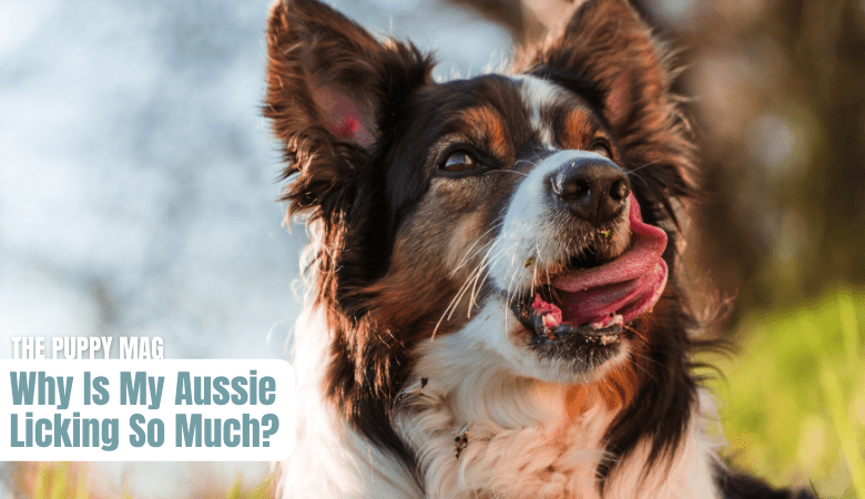 why do australian shepherds lick so much