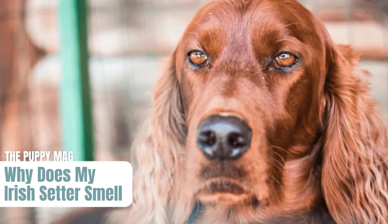why does my irish setter smell