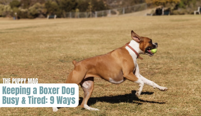 how-to-keep-a-boxer-entertained-and-tired