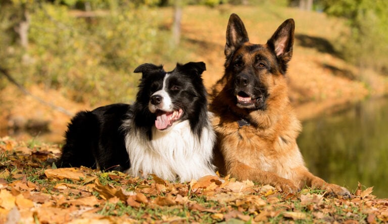 10 Best Companion Dogs For Border Collies (Updated) – The Puppy Mag