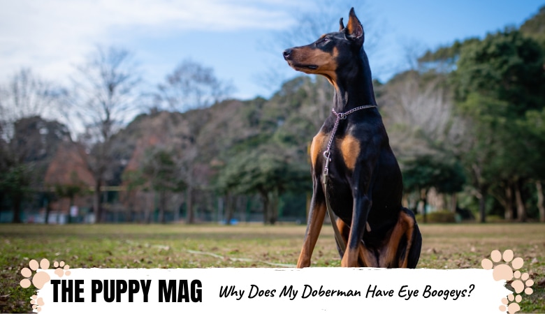 Why Does My Doberman Have Eye Boogers? What To Do – The Puppy Mag