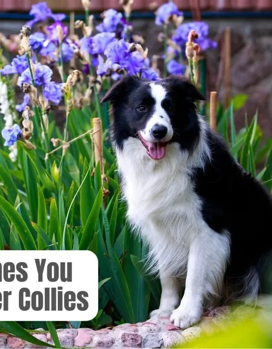 brushes for border collies