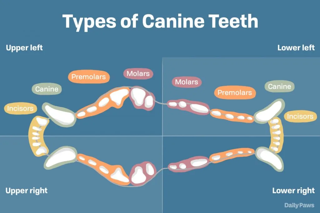 australian shepherd teething