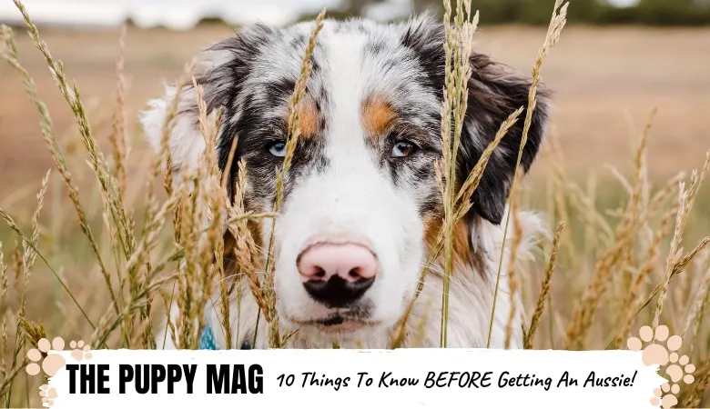 what-to-know-before-getting-an-australian-shepherd