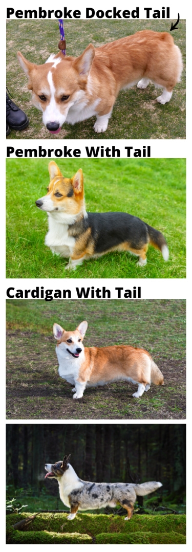 corgi with and without tail