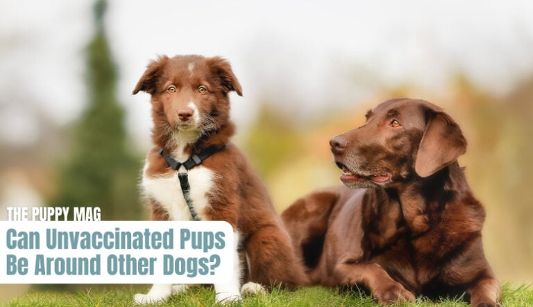 can-unvaccinated-puppies-be-around-other-dogs