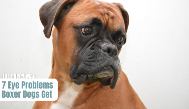 7 Eye Problems In Boxer Dogs Owners Must Know The Puppy Mag