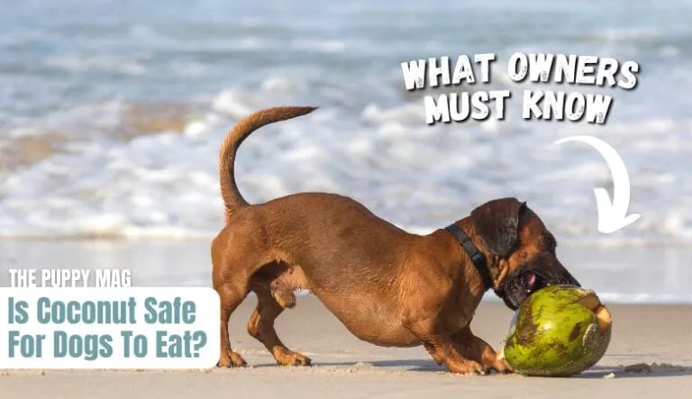 is-coconut-safe-for-dogs