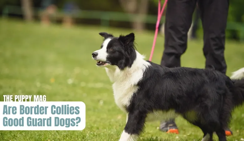 are-border-collies-good-guard-dogs