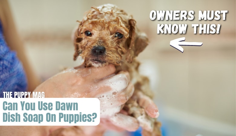 can-you-use-dawn-dish-soap-on-puppies-(1)