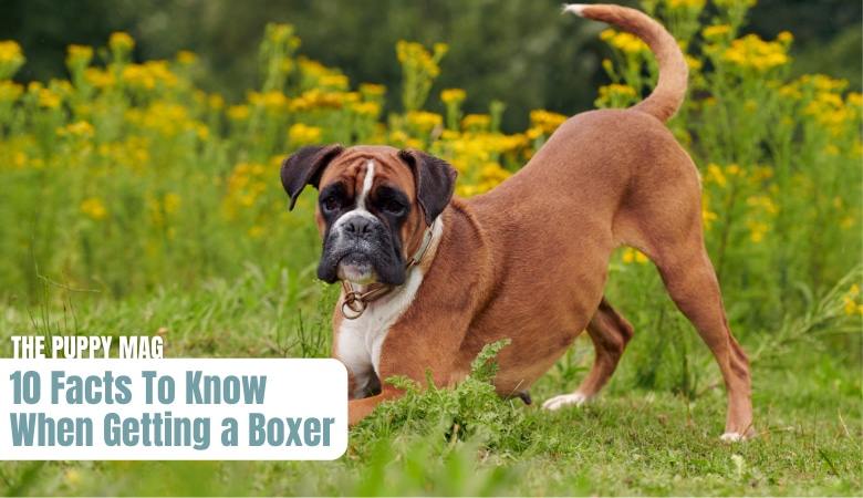 10-things-to-know-before-getting-a-boxer