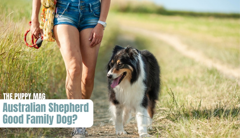 are-australian-shepherds-good-family-dogs