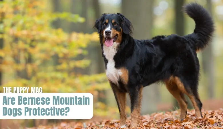 are-bernese-mountain-dogs-protective