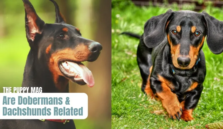 are-dobermans-and-dachshunds-related