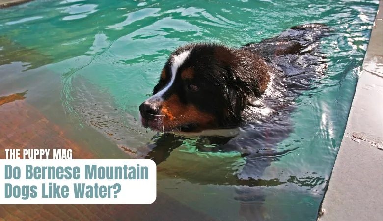 do-bernese-mountain-dogs-like-water