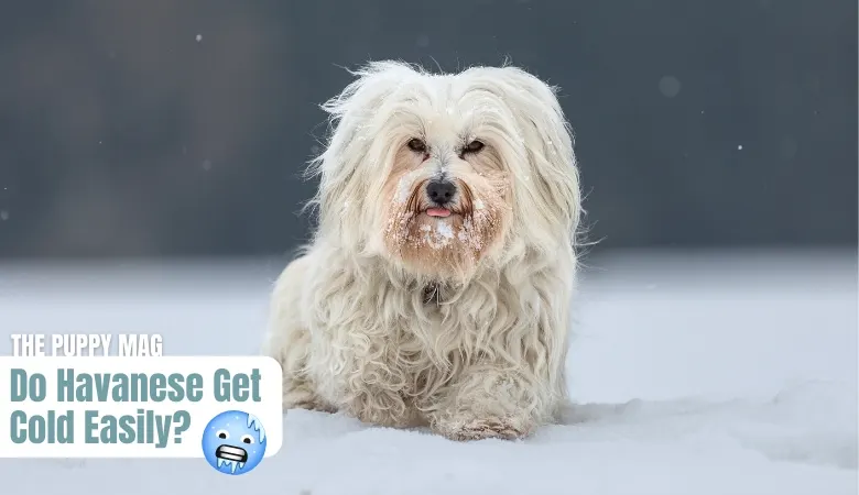 do-havanese-get-cold-easily