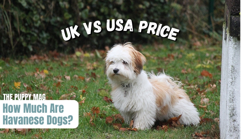 how-much-are-havanese-dogs-UK-USA