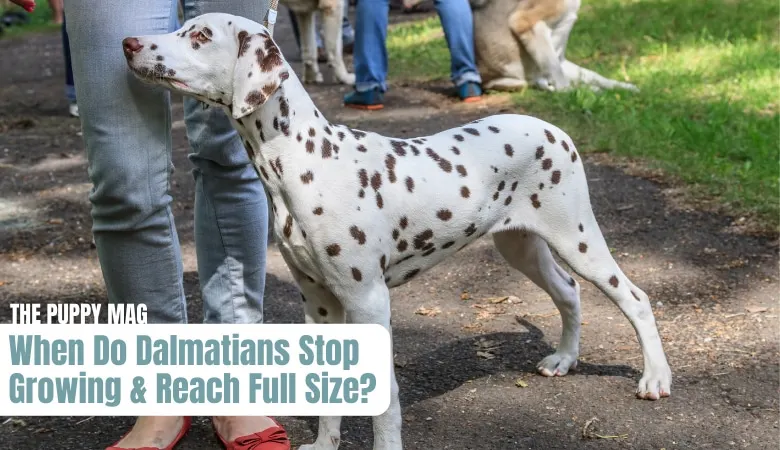 when-do-dalmatians-stop-growing