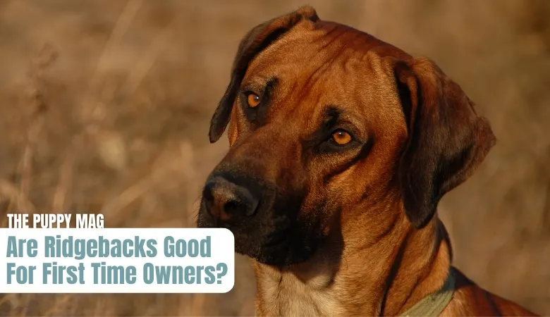are-ridgebacks-good-for-first-time-owners