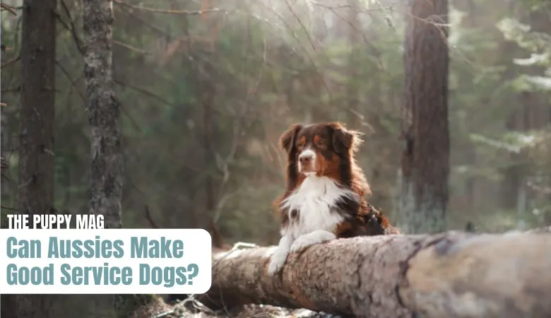 can-australian-shepherds-be-servicetherapy-dogs