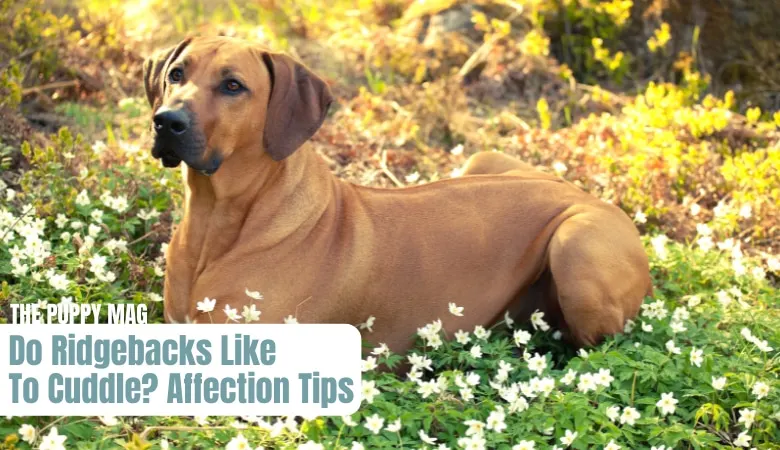 do-rhodesian-ridgebacks-like-to-cuddle