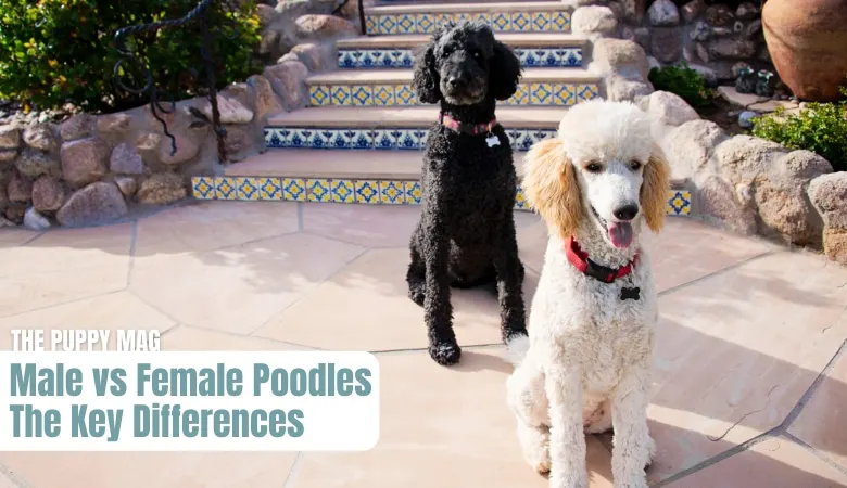 male-vs-female-poodles