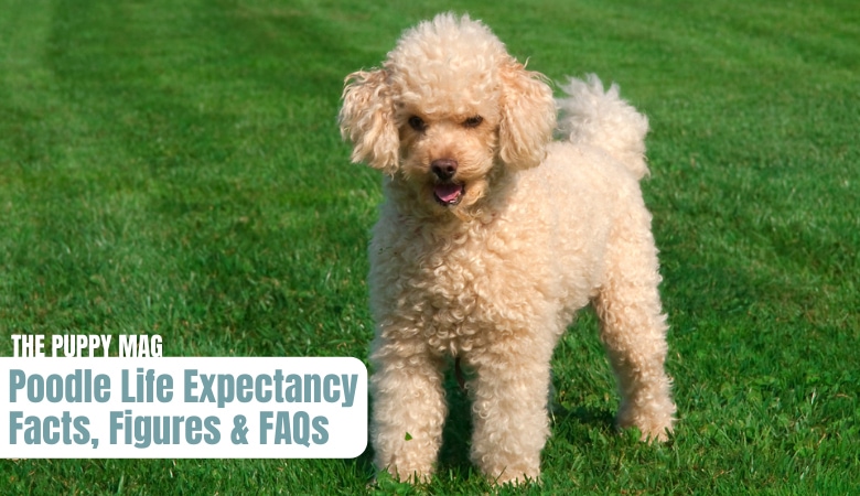 poodle-life-expectancy