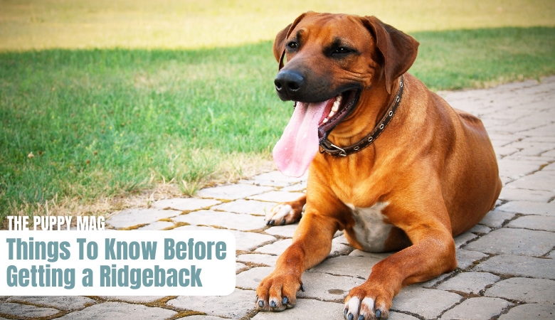 things-to-know-before-getting-a-ridgeback