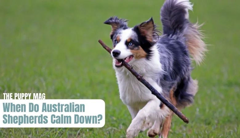 when-do-australian-shepherds-calm-down