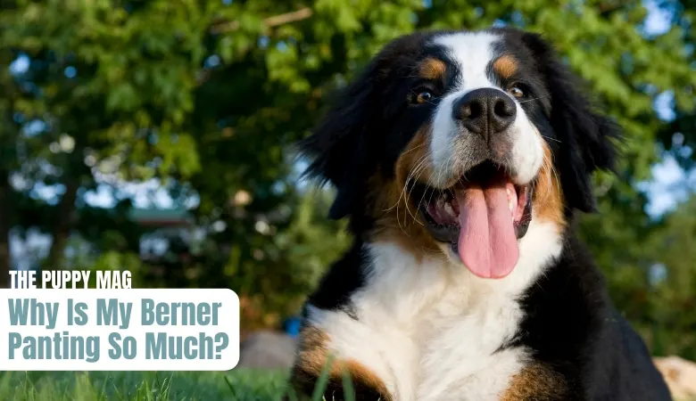 why-do-bernese-mountain-dogs-pant-so-much