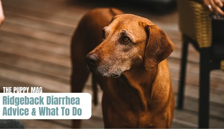 why-does-my-ridgeback-have-diarrhea