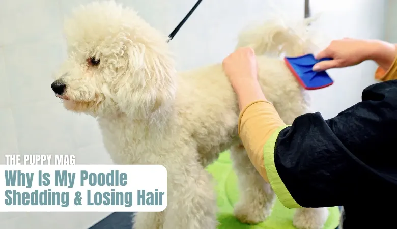 why-is-my-poodle-shedding-and-losing-hair