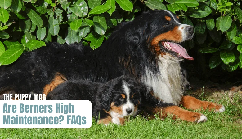 are-bernese-mountain-dogs-high-maintenance