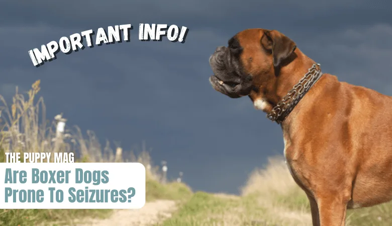 are-boxer-dogs-prone-to-seizures