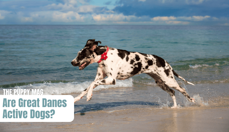 are-great-danes-active